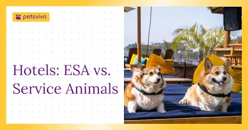 ESA vs. Service Animals in Hotels: What the Law Actually Requires