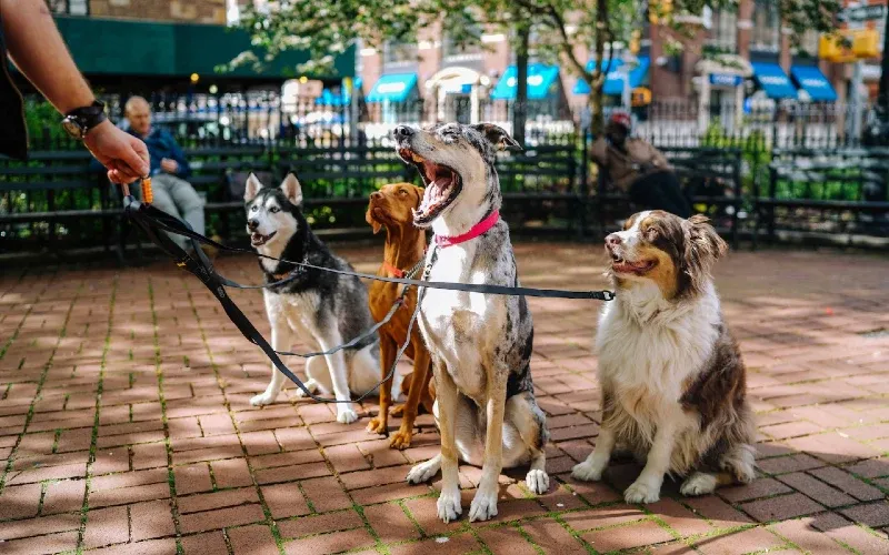 A group of different dog breeds sitting together on leashes at a city park