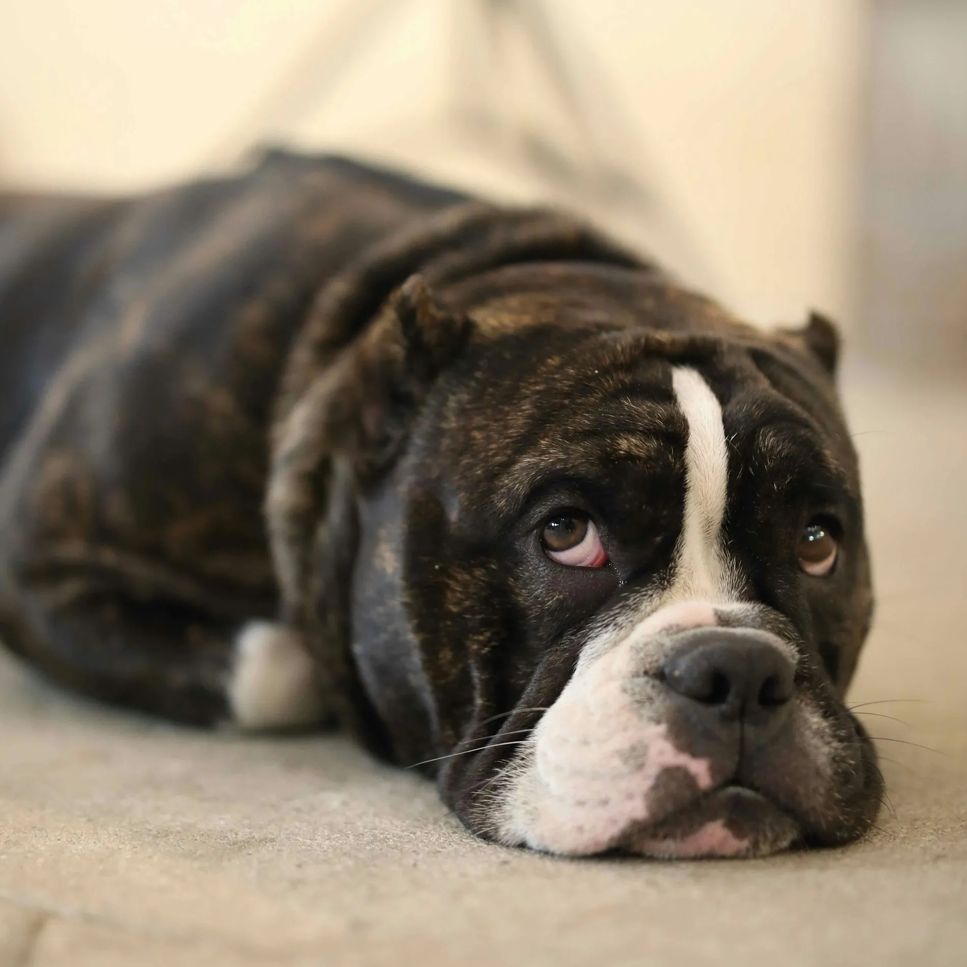 A sad-eyed brindle bulldog resting its head on the floor