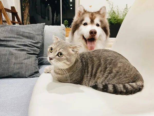 A husky and a tabby cat relaxing together on a couch