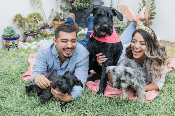Two pet parents laughing in a sunny garden with their three schnauzers